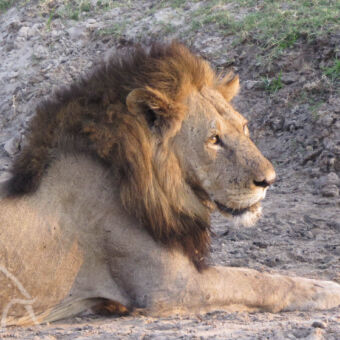 peinzende mannetjes leeuw mannetjes leeuw liggend op de modder met donkere manen schuin wegkijkend